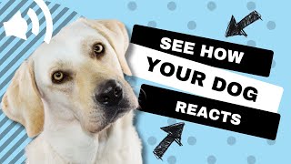 11 Sounds To Make Dogs Tilt Their Heads GUARANTEED [upl. by Ettenor500]