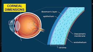 Cornea  Corneal Anatomy  Corneal Dimensions [upl. by Denten792]