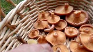 Saffron milk cap and Slippery jack mushrooms [upl. by Eniamahs]