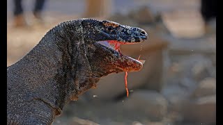 Nat Geo Documentary  Komodo Dragon Fight with lions  Wild Planet 2018 [upl. by Balthasar]