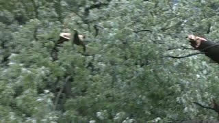 Large tree and powerlines down on Greenlawn Ave in Lansing [upl. by Benco54]