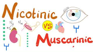 Nicotinic vs Muscarinic Receptors [upl. by Harvie928]