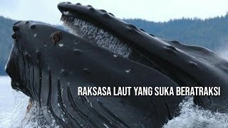 raksasa laut yang suka beraktrasi faktaunik wildlife [upl. by Ennayhs]