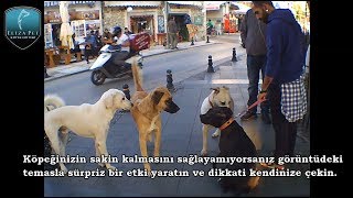 Sokak Köpekleri Saldırdığında Ne Yapmak Gerekir  2 Bölüm [upl. by Ahtanaram879]