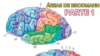 ÁREAS DE BRODMANN PARTE 1 areabrodmann parte1 viralvideo [upl. by Xeno]