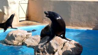 cri de lotarie Marineland [upl. by Attinahs360]