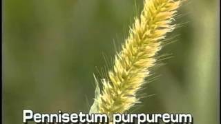 How to identify Napiergrass Pennisetum purpureum [upl. by Saloma454]