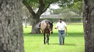 For Sale Pashmina ISF by Sir Sinclair Keur  Wellington FL January 2024 [upl. by Sibeal]