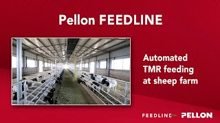 Automated TMR feeding at sheep farm  Pellon Feedline [upl. by Cassil]