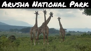 Exploring Arusha National Park A Hidden Gem in Tanzania [upl. by Fritz562]