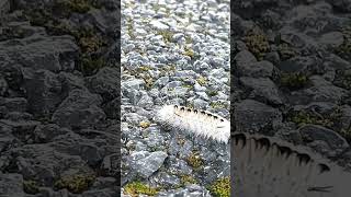 White hickory tussock moth caterpillarcaterpillar [upl. by Nurse]