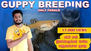 guppy fish breeding tamil  guppy care  breeding using only female guppy [upl. by Apple]