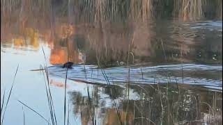 Playful River Otters at Dead Horse Ranch State Park  Cottonwood Arizona [upl. by Aseiram]