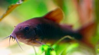 Cory Catfish Corydoras Schultzei quotBlackquot [upl. by Millur869]