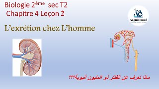 Biologie 2ème sec Chapitre 4 Leçon 2 Lexcrétion chez lhomme الاخراج 2 [upl. by Linnie]