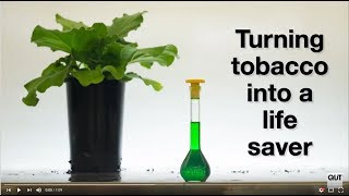 Tobacco plants as lifesavers [upl. by Eecram]