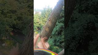 Epic Tree Cutting in Action  Precision and Skillquot⚔️🌲treecutting shorts [upl. by Nyrual]