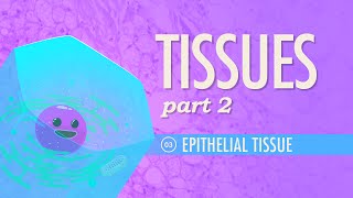 Tissues Part 2  Epithelial Tissue Crash Course Anatomy amp Physiology 3 [upl. by Goober]