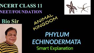 Phylum Echinodermata  Animal Kingdom  Class 11  Biology  NEET  Chapter 4 [upl. by Enasus]