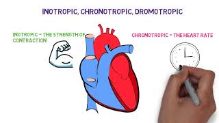 Inotropic chronotropic dromotropic effects of the Heart [upl. by Anastasio659]