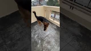 German shepherd dog barking  gsd puppy barking  dog barking  puppy barking [upl. by Binky]