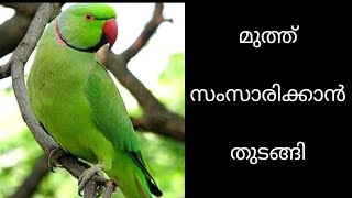 Talking parrot Malayalam how to feed a baby parrot talking parrot [upl. by Erasme385]