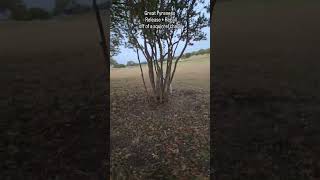 Great Pyrenees Release  Recall off of a Squirrel chase dogtraining greatpyrenees [upl. by Nickerson]