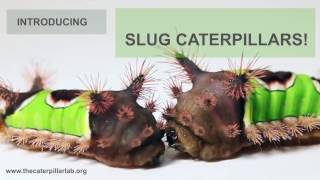 Introducing Slug Caterpillars [upl. by Enialahs]