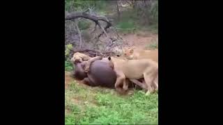 50 A herd of Lion attack and kill a Hippo [upl. by Eseuqcaj]