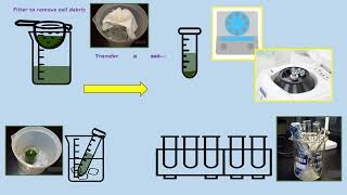 AQA A LEVEL BIOLOGY  REQUIRED PRACTICAL 8 PHOTOSYNTHESIS DEHYDROGENASE ACTIVITY [upl. by Rediah]