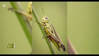 Orden Orthoptera [upl. by Klemperer]