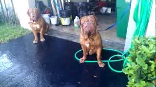 Stout Dogue de Bordeaux bathtime [upl. by Potts]