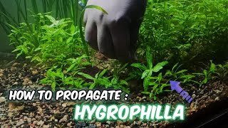 How to propagate HYGROPHILA plant in aquarium 🌱  Hygrophila Propagation  LushAqua [upl. by Akenit701]