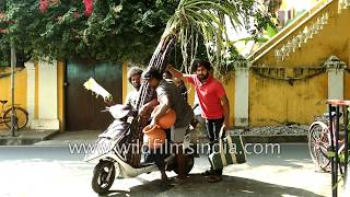 Men bring sugarcane and clay pots to celebrate Pongal Pondicherry [upl. by Attolrac]