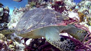 Hawksbill 3 [upl. by Giovanni33]