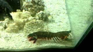 Peacock Mantis Shrimp vs Crab [upl. by Cower287]