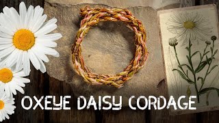 Oxeye Daisy Cordage  Cordage from foraged fibres  Ep 4 [upl. by Nataniel]