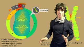 Mitosis Paso a Paso [upl. by Hesketh]