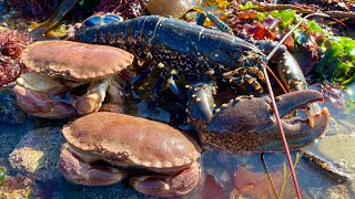 Coastal Foraging  Lobster Crabs and Amazing Sea Creatures with Beach Camp Cookup [upl. by Delfeena]