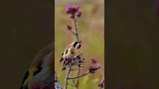 European goldfinch call sound eats thistle seeds Stillits Stieglitz Gesang p1000 shorts birds [upl. by Pelagias]