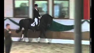 Hohenstein Trakehner stallion by Caprimond x Matador [upl. by Lisette]