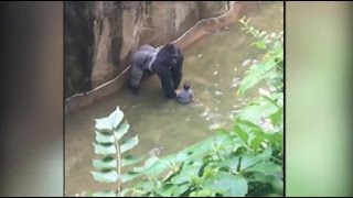 Recap Child OK after getting into gorilla exhibit community grieves Harambe [upl. by Ailana]