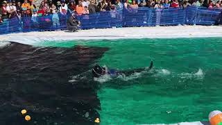 20240414Stevens Pass season closing pond skim [upl. by Aicatsan]