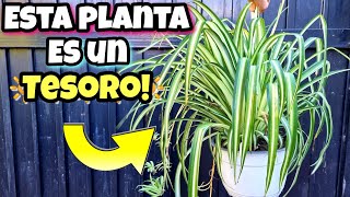 SI TIENES esta PLANTA cuídala COMO si fuera ORO  Son JOYAS en CASA  Planta de CINTAS en interior [upl. by Erny543]