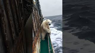 🐻‍❄️ Tiny Polar Bears Heartwarming Rescue 😍 PolarBearRescue WildlifeConservation ArcticAnimals [upl. by Ytsirt]