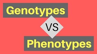 Genotype vs Phenotype  Understanding Alleles [upl. by Mabelle888]