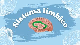 Brodmann Areas Cytoarchitecture and Limbic system [upl. by Erdnaid691]