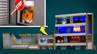 Cute Hamster In A Cardboard Shelter With Entertainment [upl. by Pitarys537]