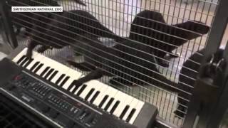 Otters Play Keyboard Price Is Right Theme Song [upl. by Tirb]