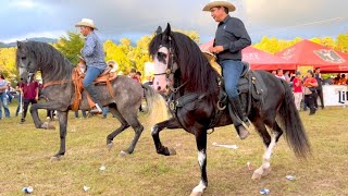 ⭐ CABALLOS BAILADORES EN LA CABALGATA SURUTATO 2022  4K P2 [upl. by Ecirtaeb382]